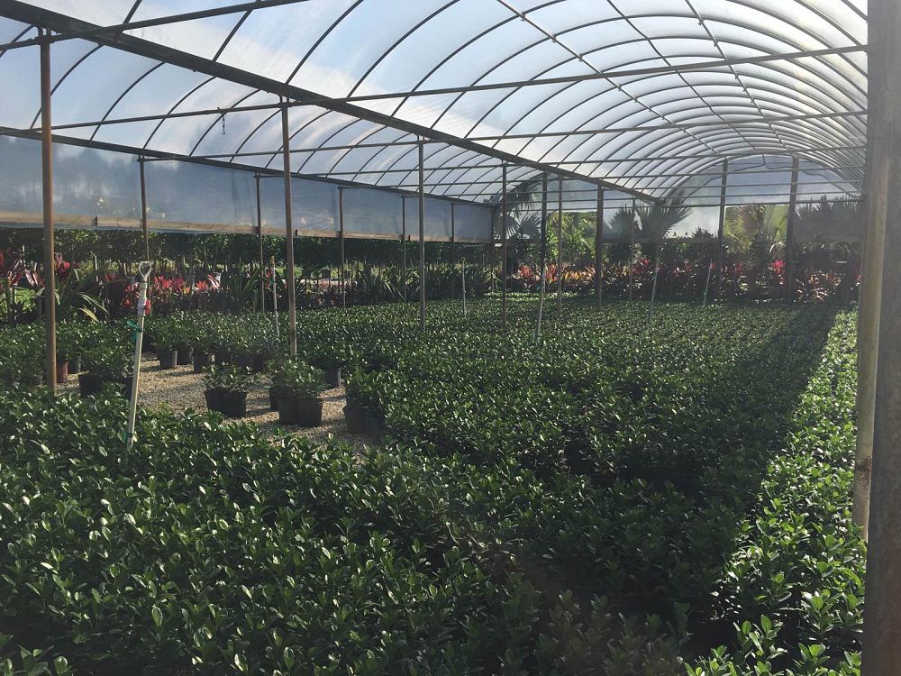 ficus-microcarpa-green-island-ficus-green-island