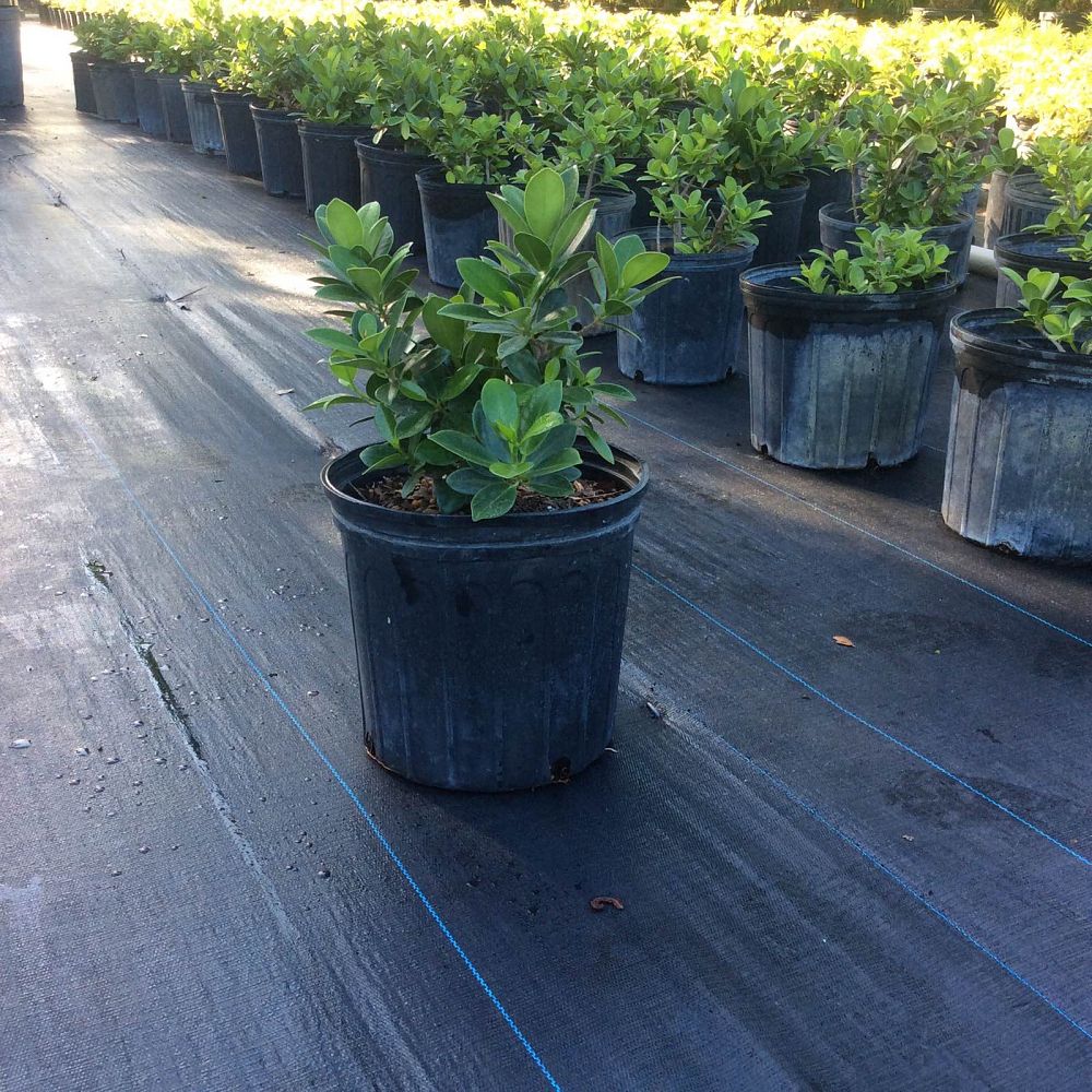 ficus-microcarpa-green-island-ficus-green-island