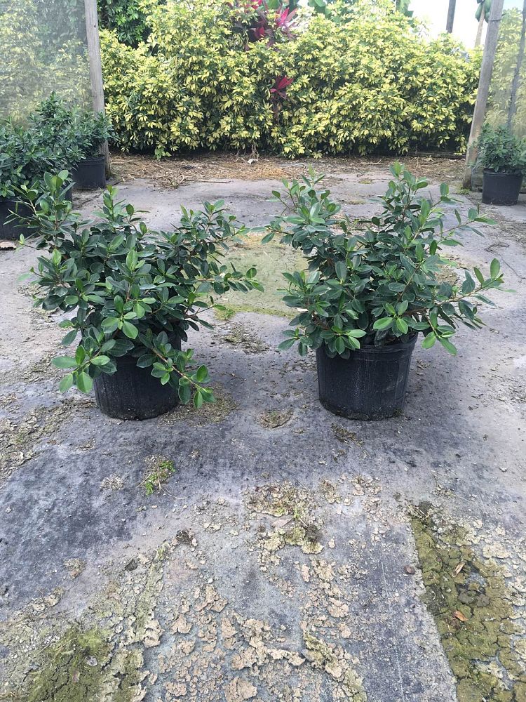 ficus-microcarpa-green-island-ficus-green-island