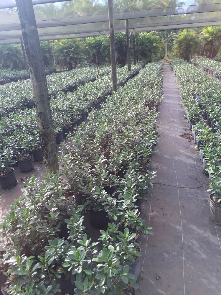 ficus-microcarpa-green-island-ficus-green-island