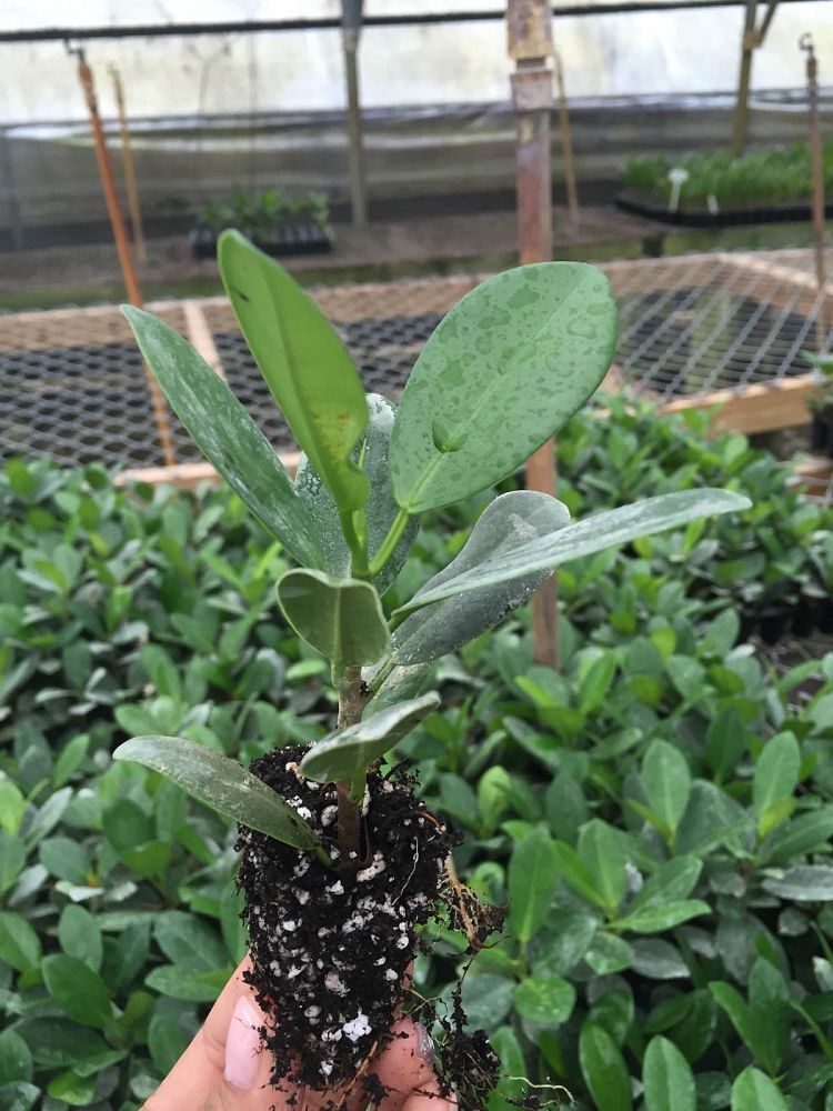 ficus-microcarpa-green-island-ficus-green-island
