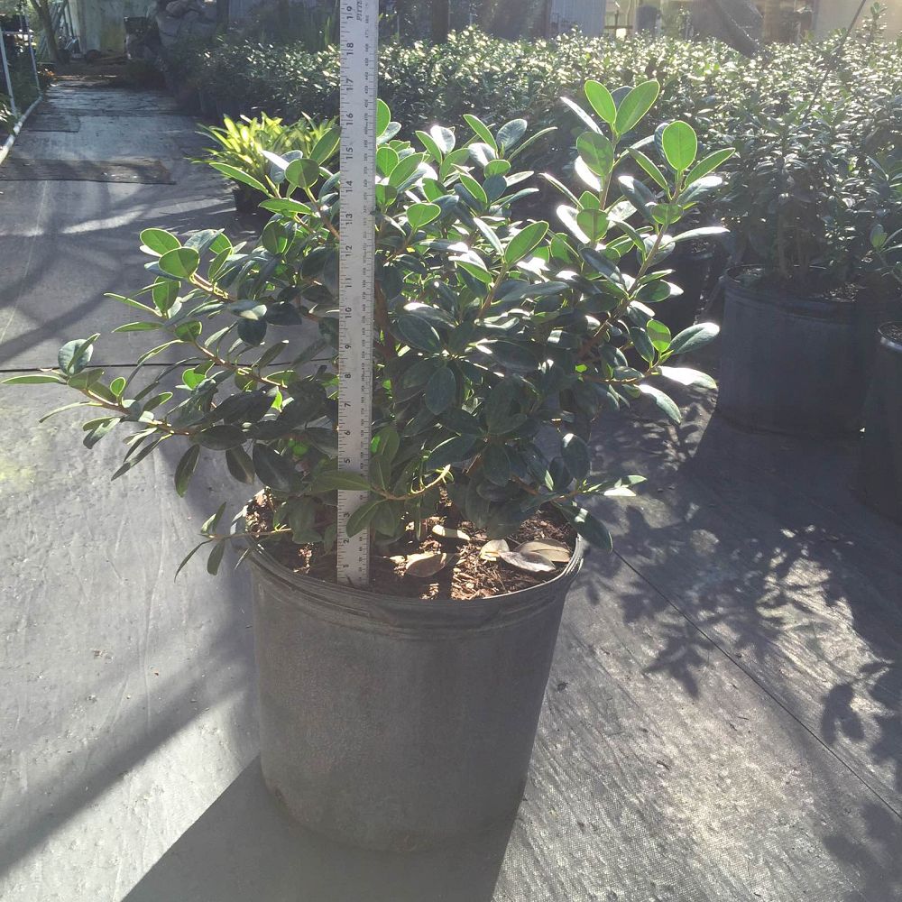 ficus-microcarpa-green-island-ficus-green-island