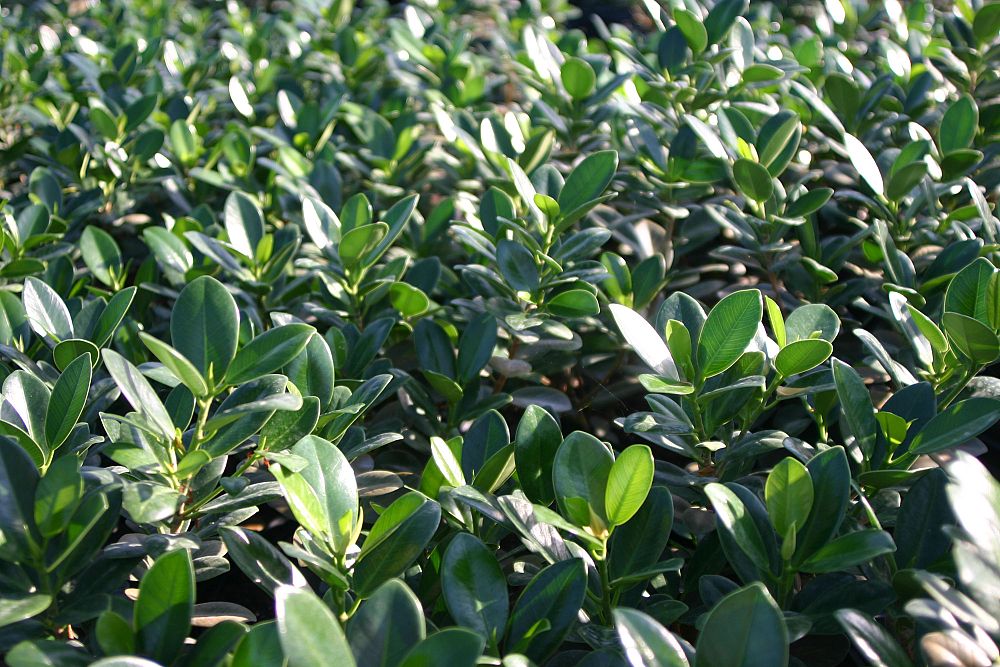 ficus-microcarpa-green-island-ficus-green-island