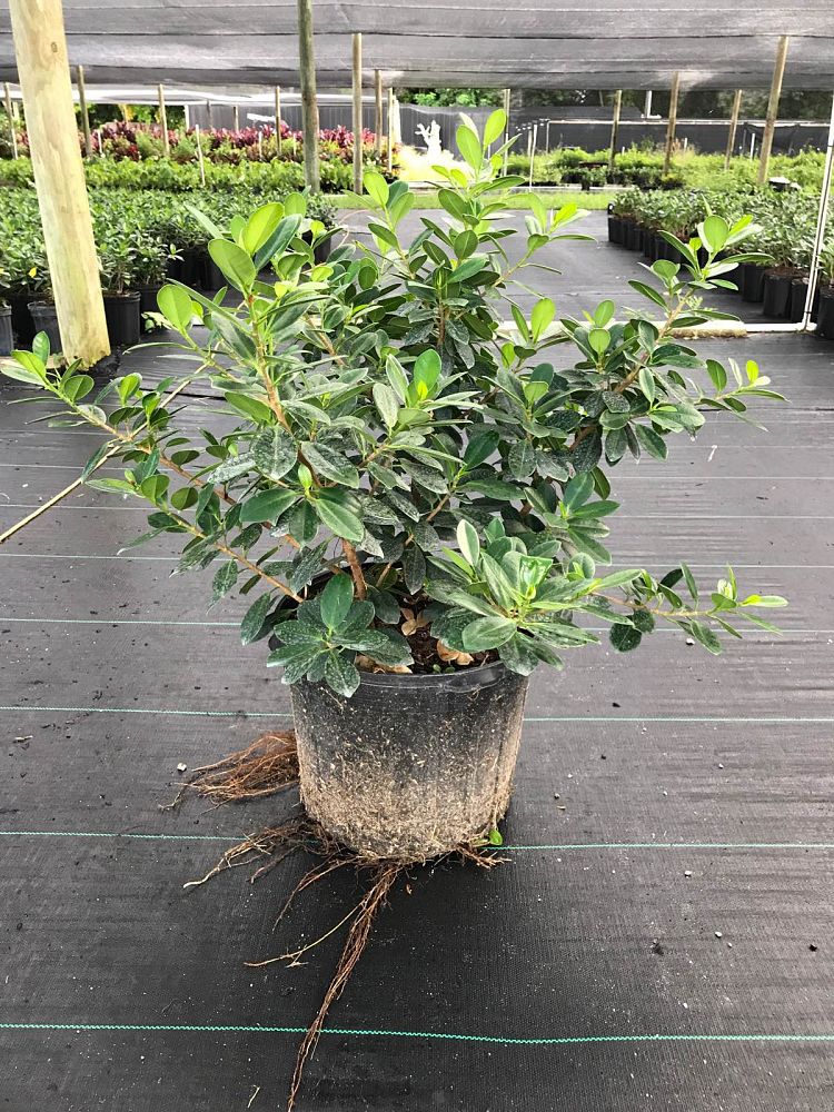 ficus-microcarpa-green-island-ficus-green-island