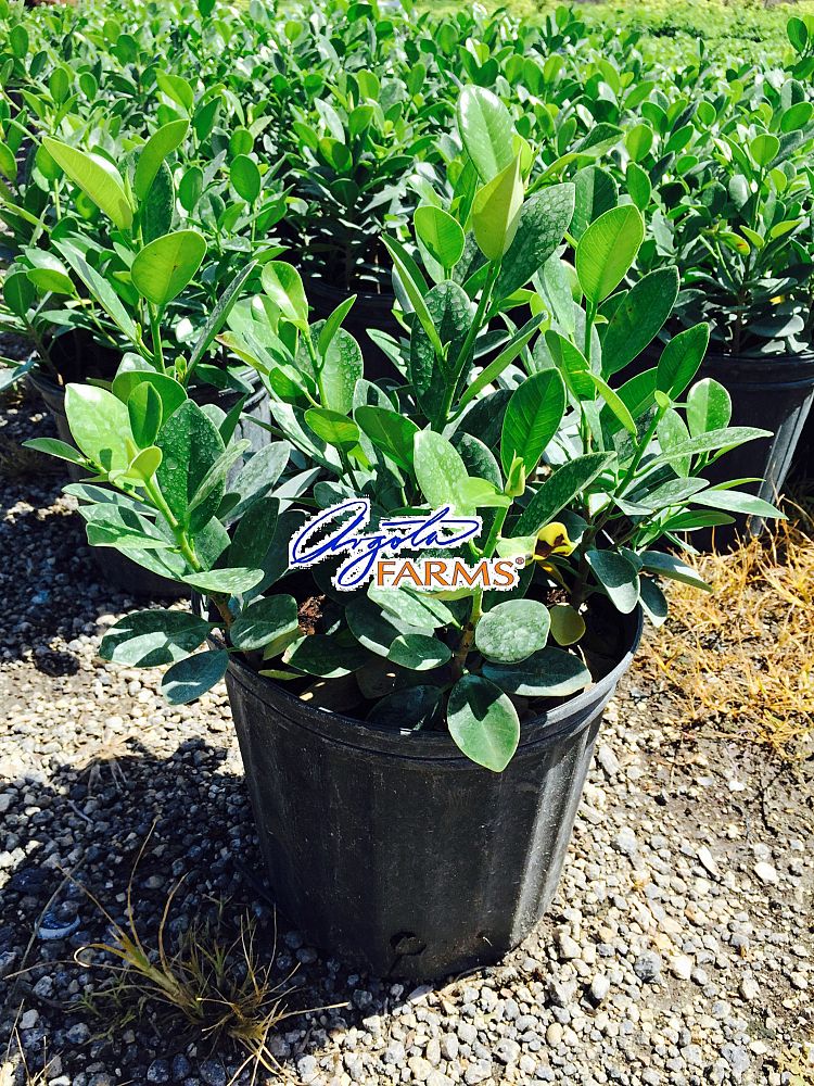 ficus-microcarpa-green-island-ficus-green-island