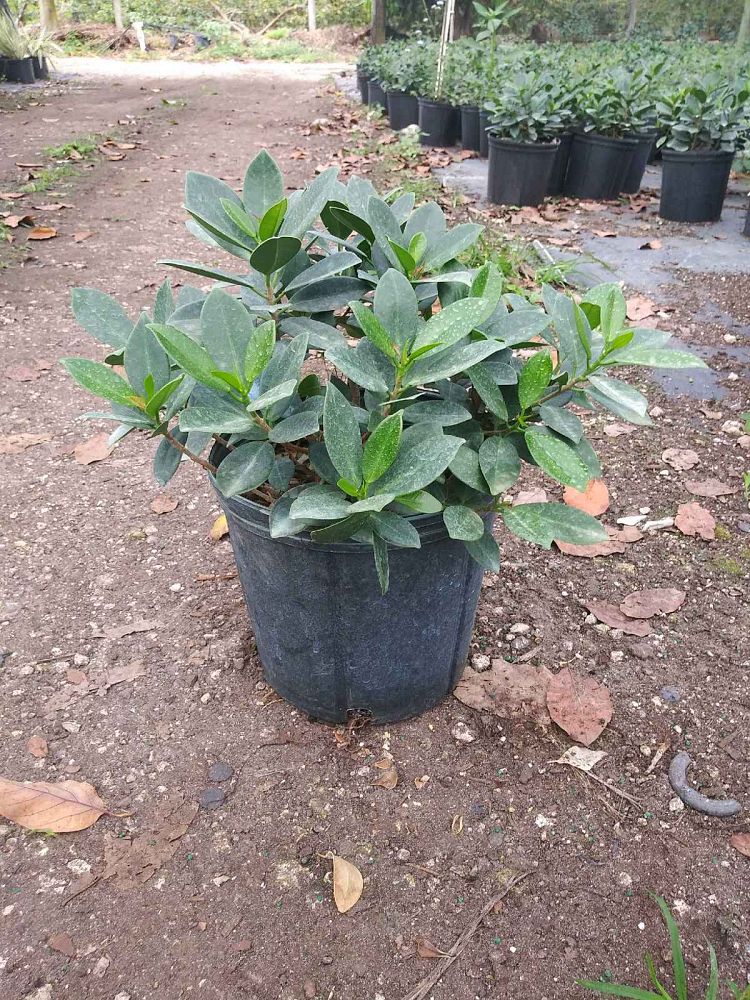 ficus-microcarpa-green-island-ficus-green-island