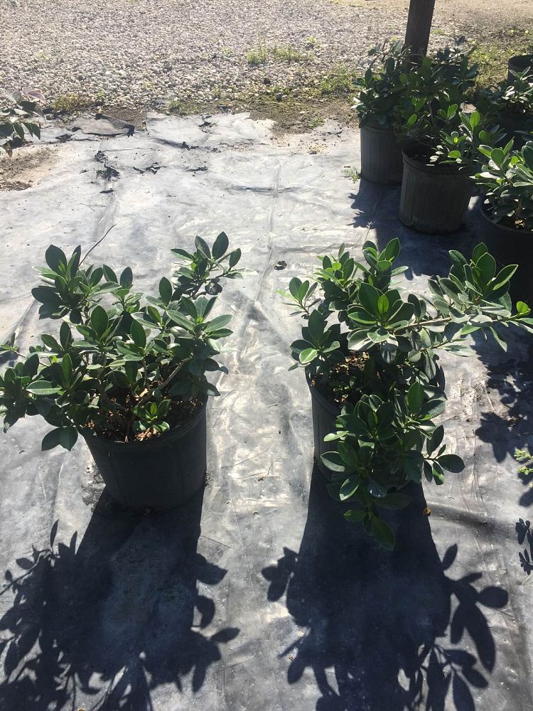 ficus-microcarpa-green-island-ficus-green-island
