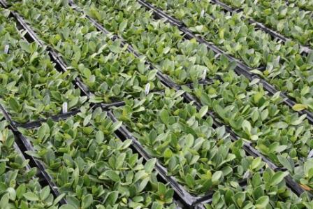 ficus-microcarpa-green-island-ficus-green-island