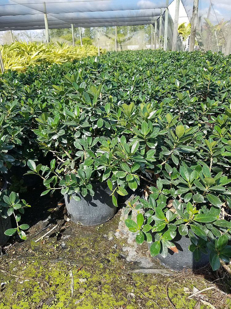 ficus-microcarpa-green-island-ficus-green-island
