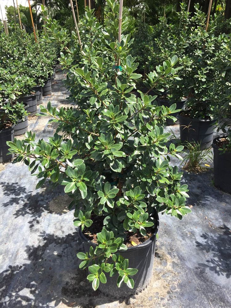 ficus-microcarpa-green-island-ficus-green-island