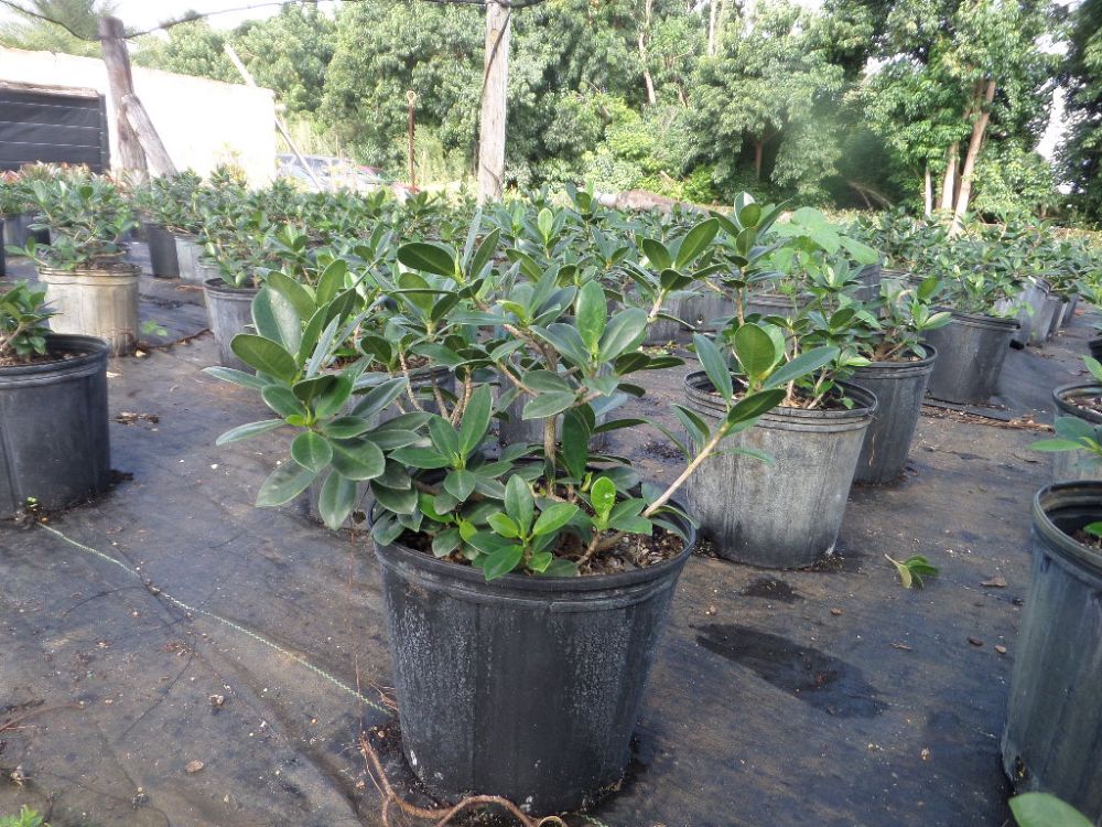 ficus-microcarpa-green-island-ficus-green-island