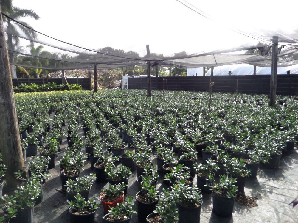 ficus-microcarpa-green-island-ficus-green-island