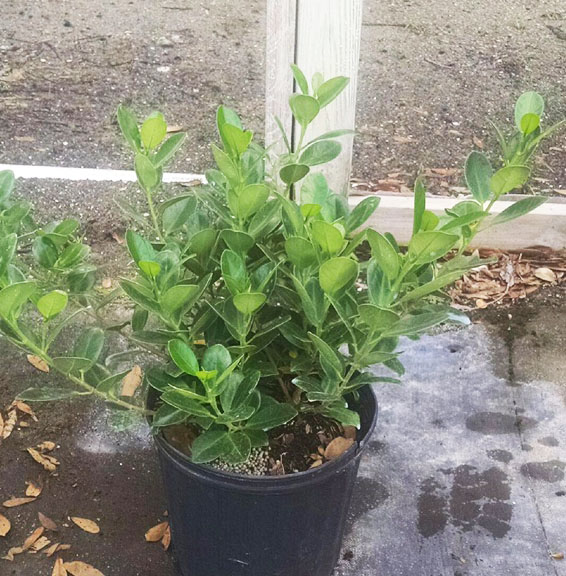 ficus-microcarpa-green-island-ficus-green-island