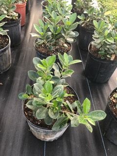 ficus-microcarpa-green-island-ficus-green-island