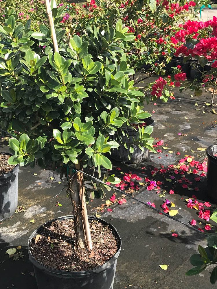 ficus-microcarpa-green-island-ficus-green-island