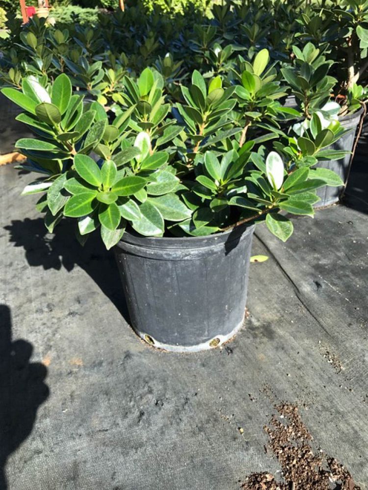 ficus-microcarpa-green-island-ficus-green-island