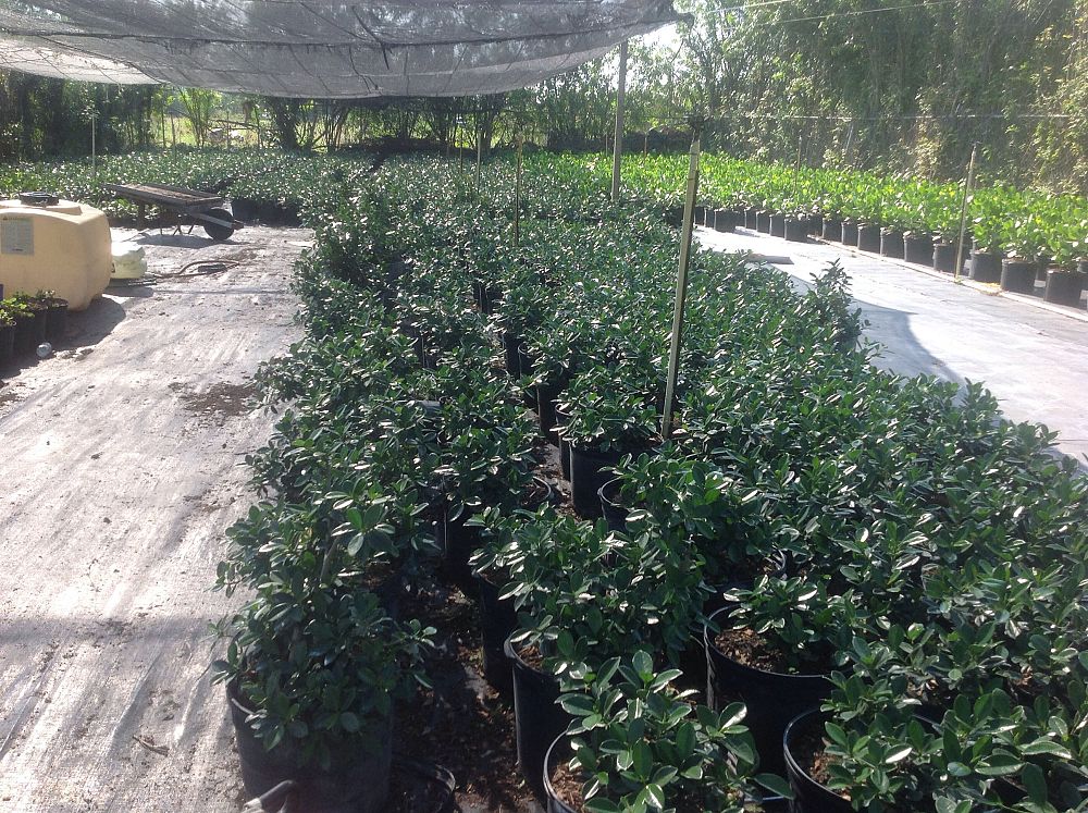 ficus-microcarpa-green-island-ficus-green-island