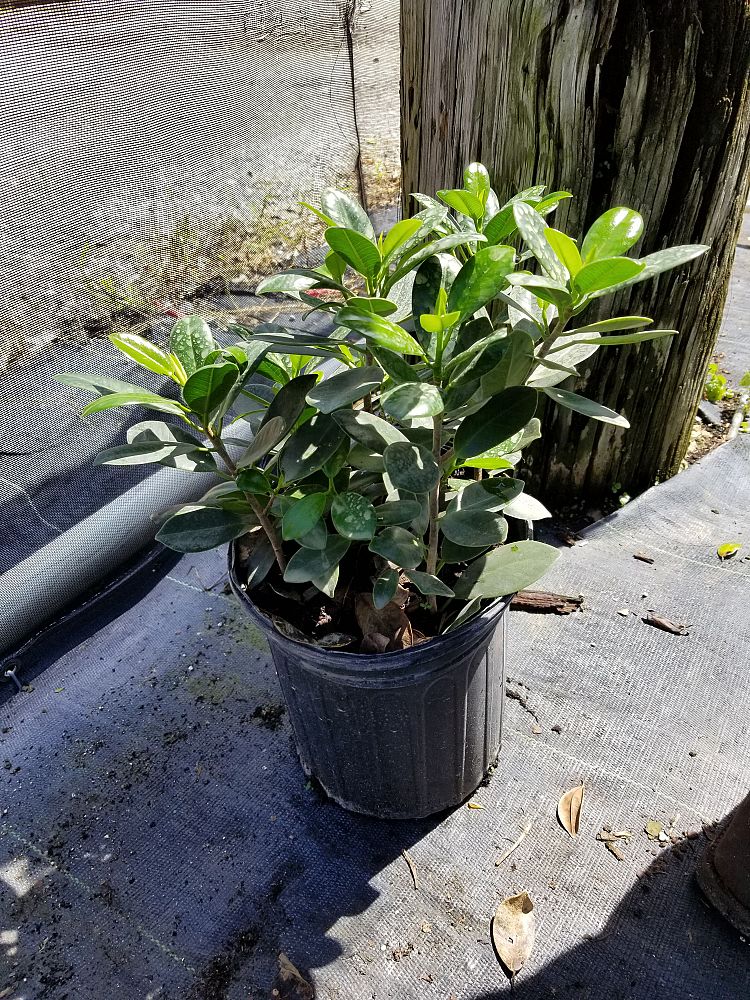 ficus-microcarpa-green-island-ficus-green-island