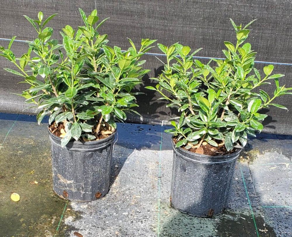 ficus-microcarpa-green-island-ficus-green-island