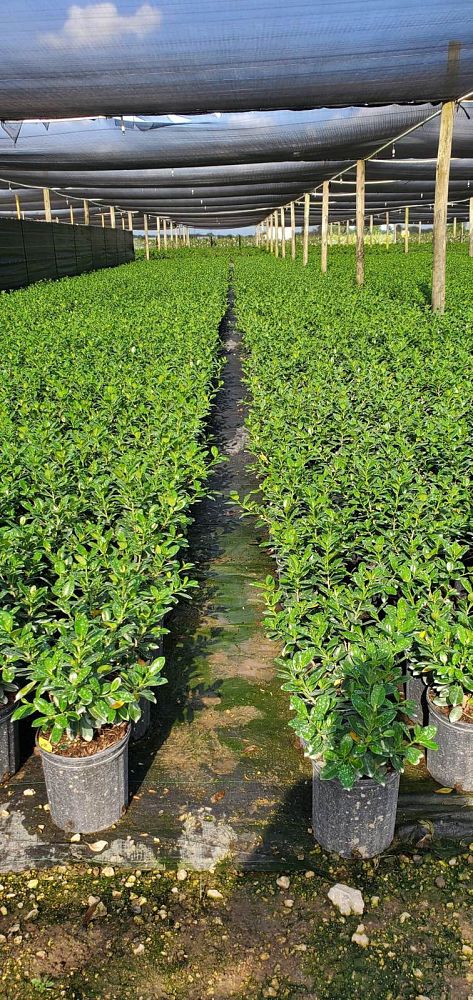 ficus-microcarpa-green-island-ficus-green-island