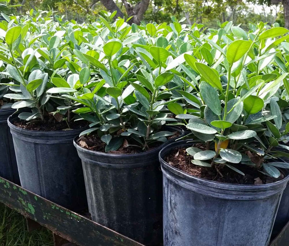 ficus-microcarpa-green-island-ficus-green-island