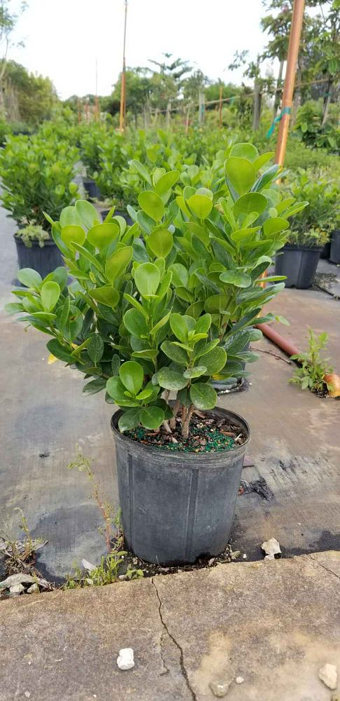 ficus-microcarpa-green-island-ficus-green-island
