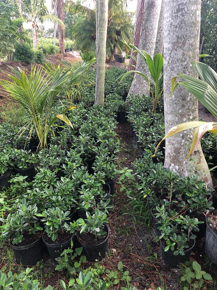 ficus-microcarpa-green-island-ficus-green-island
