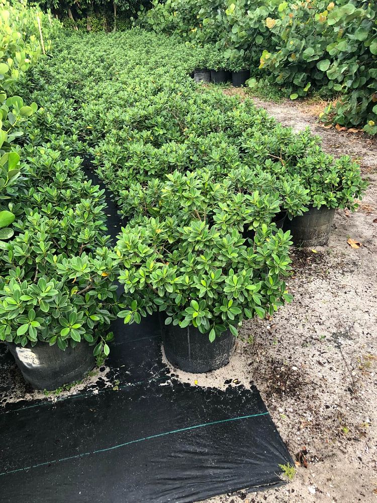 ficus-microcarpa-green-island-ficus-green-island