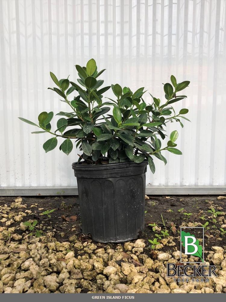 ficus-microcarpa-green-island-ficus-green-island