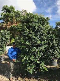 ficus-microcarpa-green-island-ficus-green-island
