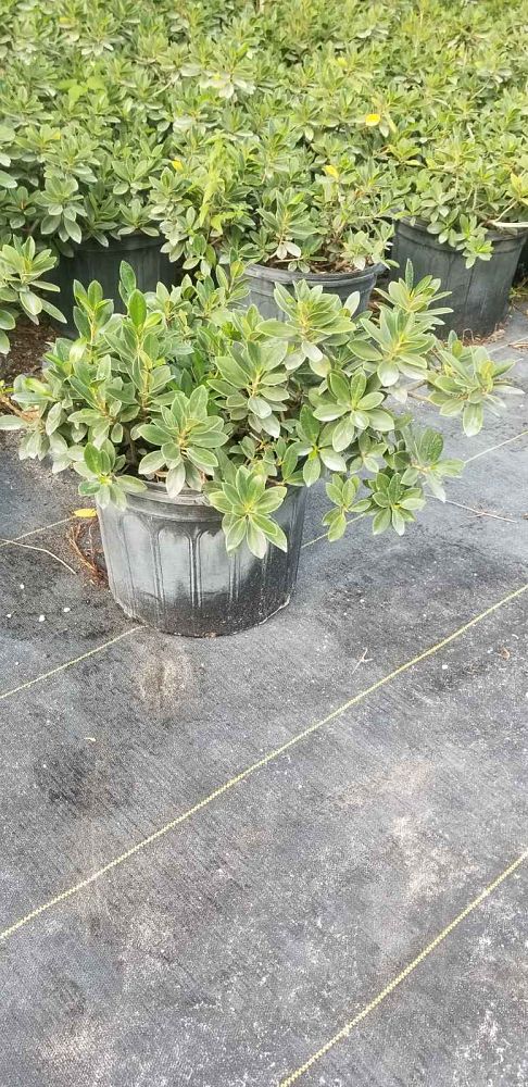 ficus-microcarpa-green-island-ficus-green-island