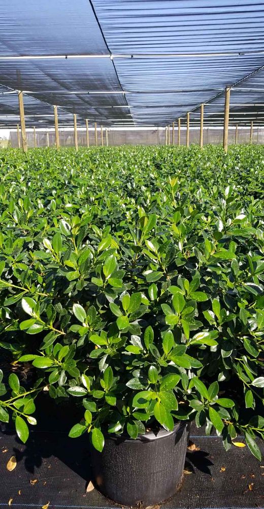 ficus-microcarpa-green-island-ficus-green-island