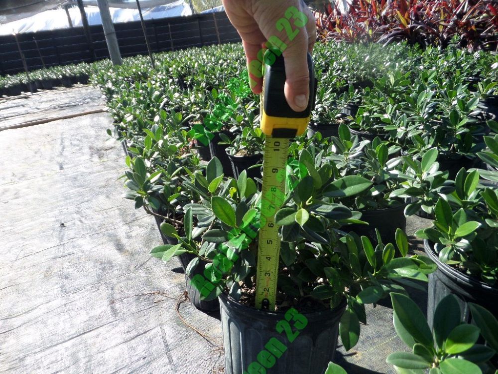 ficus-microcarpa-green-island-ficus-green-island