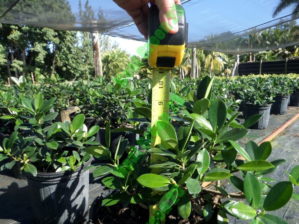 ficus-microcarpa-green-island-ficus-green-island