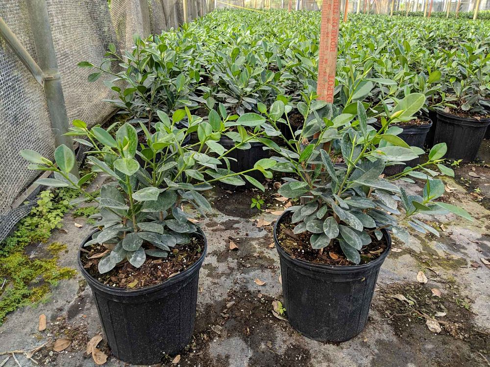 ficus-microcarpa-green-island-ficus-green-island
