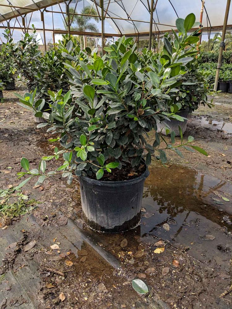 ficus-microcarpa-green-island-ficus-green-island