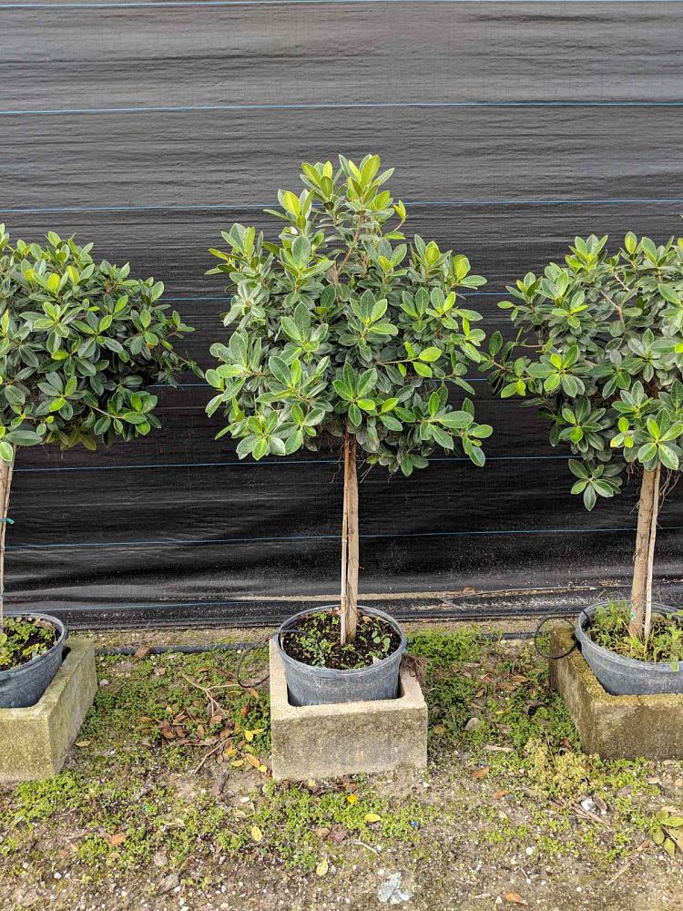 ficus-microcarpa-green-island-ficus-green-island
