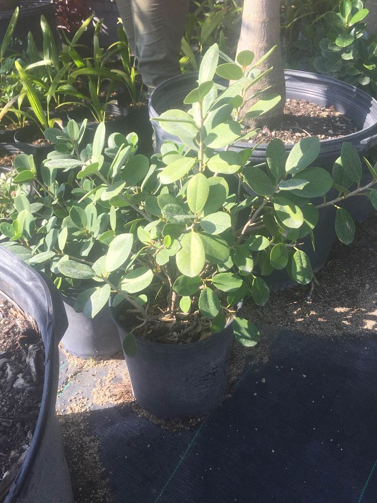 ficus-microcarpa-green-island-ficus-green-island