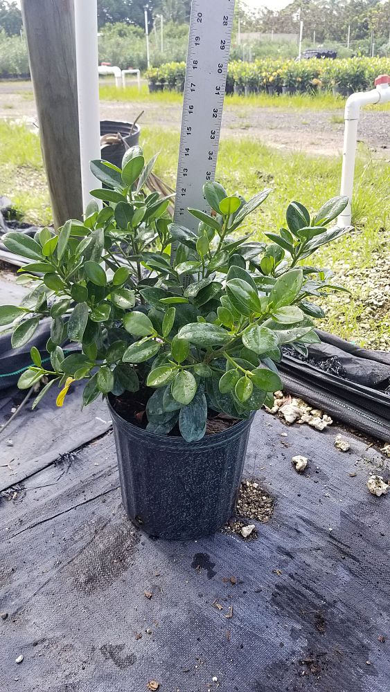ficus-microcarpa-green-island-ficus-green-island