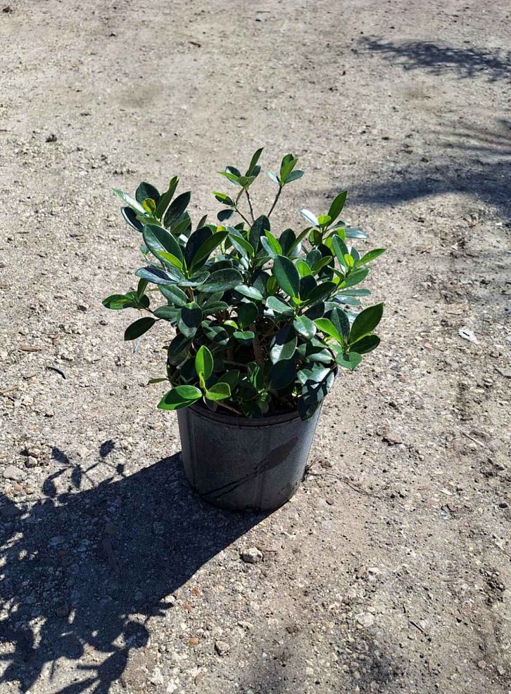ficus-microcarpa-green-island-ficus-green-island
