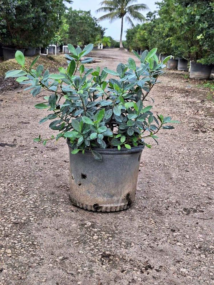 ficus-microcarpa-green-island-ficus-green-island