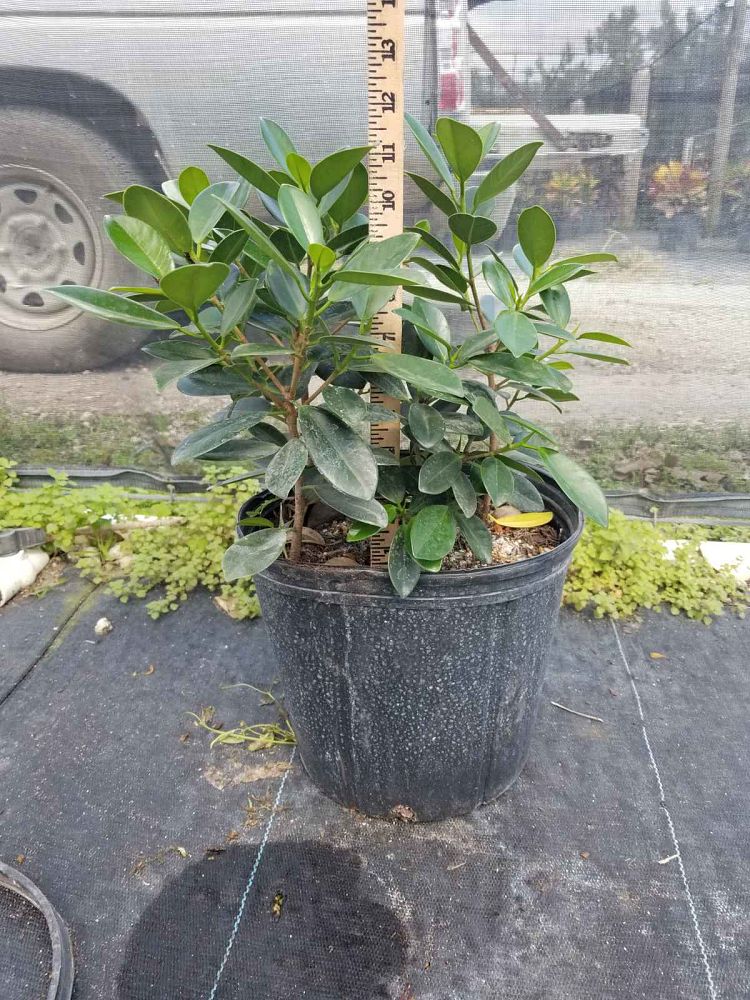 ficus-microcarpa-green-island-ficus-green-island