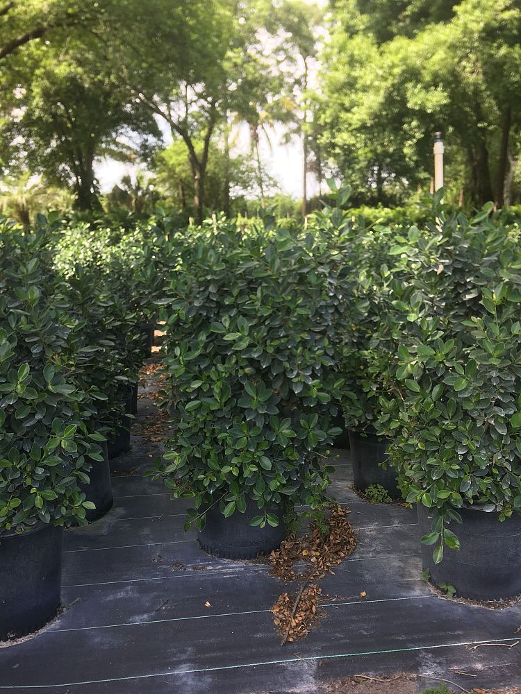 ficus-microcarpa-green-island-ficus-green-island