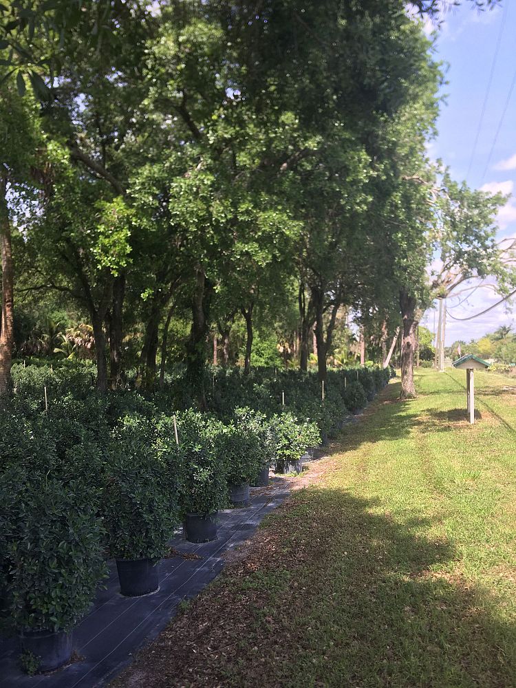 ficus-microcarpa-green-island-ficus-green-island