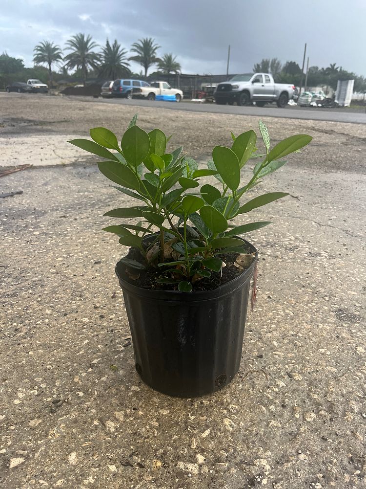 ficus-microcarpa-green-island-ficus-green-island