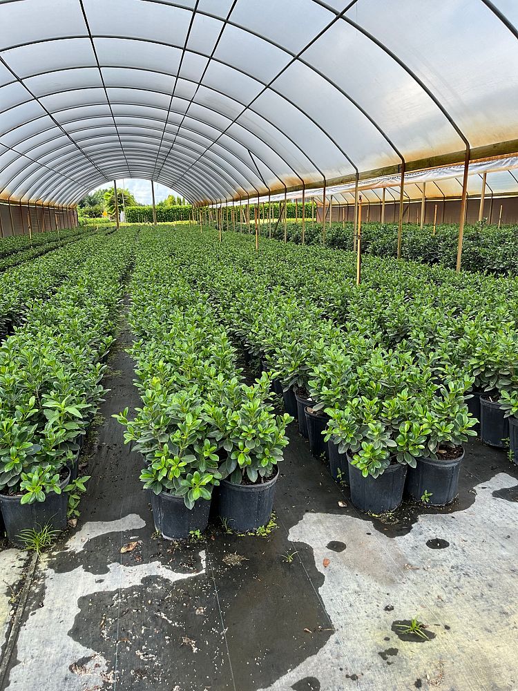 ficus-microcarpa-green-island-ficus-green-island