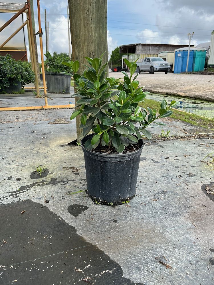 ficus-microcarpa-green-island-ficus-green-island