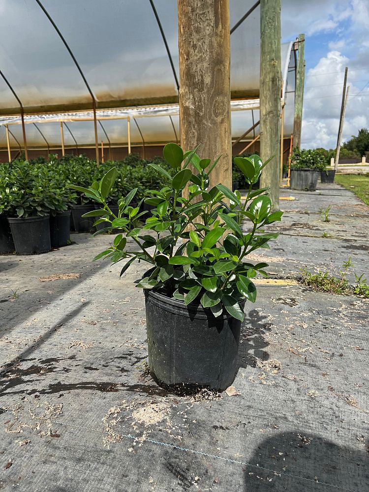 ficus-microcarpa-green-island-ficus-green-island