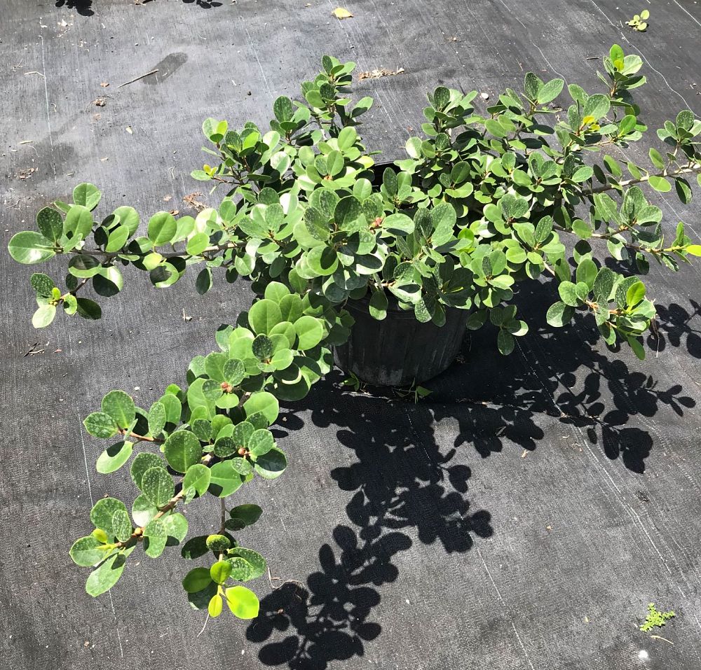 ficus-microcarpa-green-island-ficus-green-island
