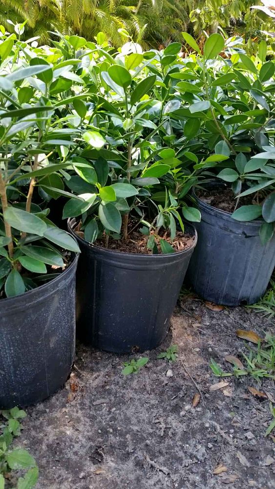ficus-microcarpa-green-island-ficus-green-island